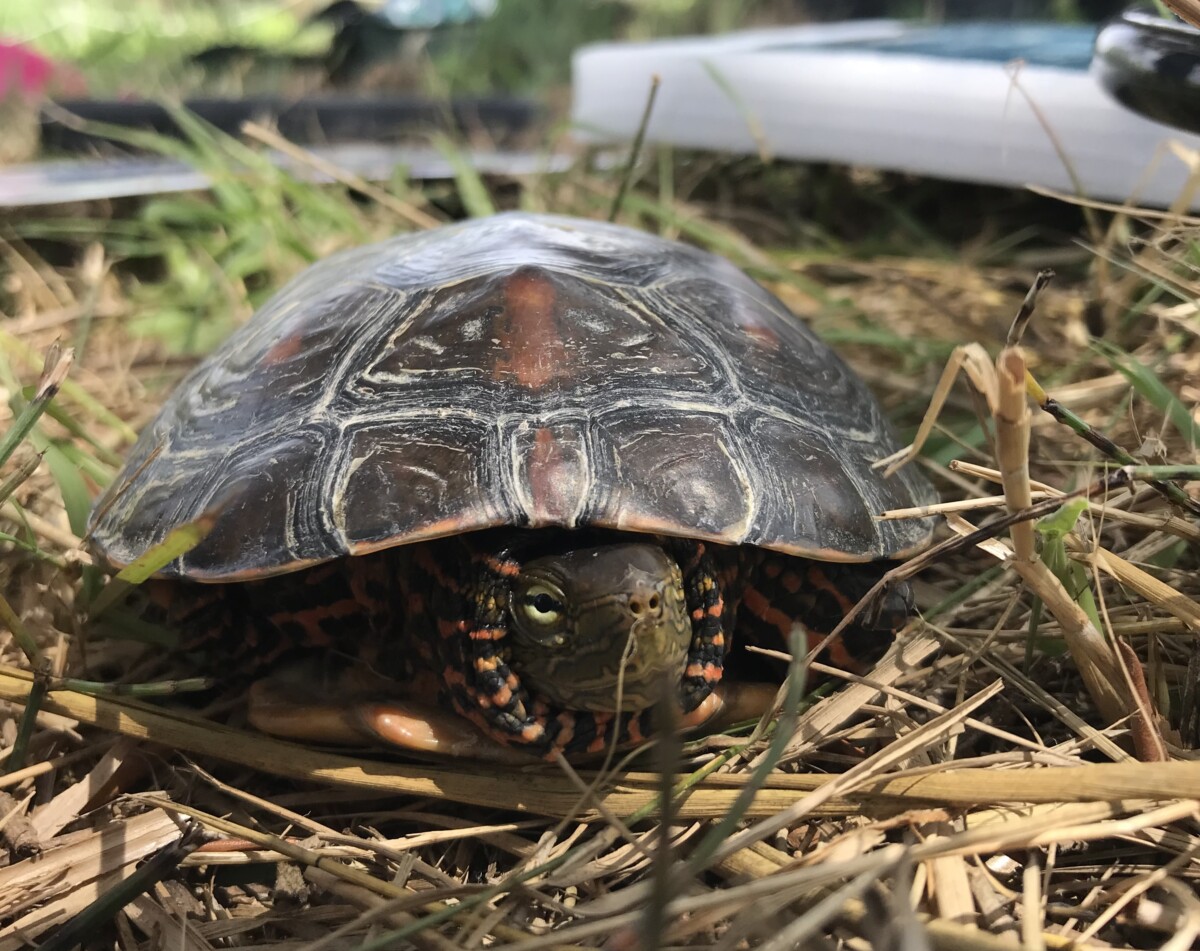 Tortuga de agua ibérica en Rafalell i Vistabella